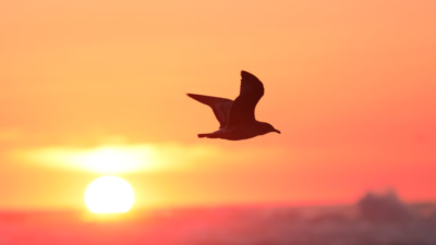 (C) Blake Cheek (via unsplash.com)